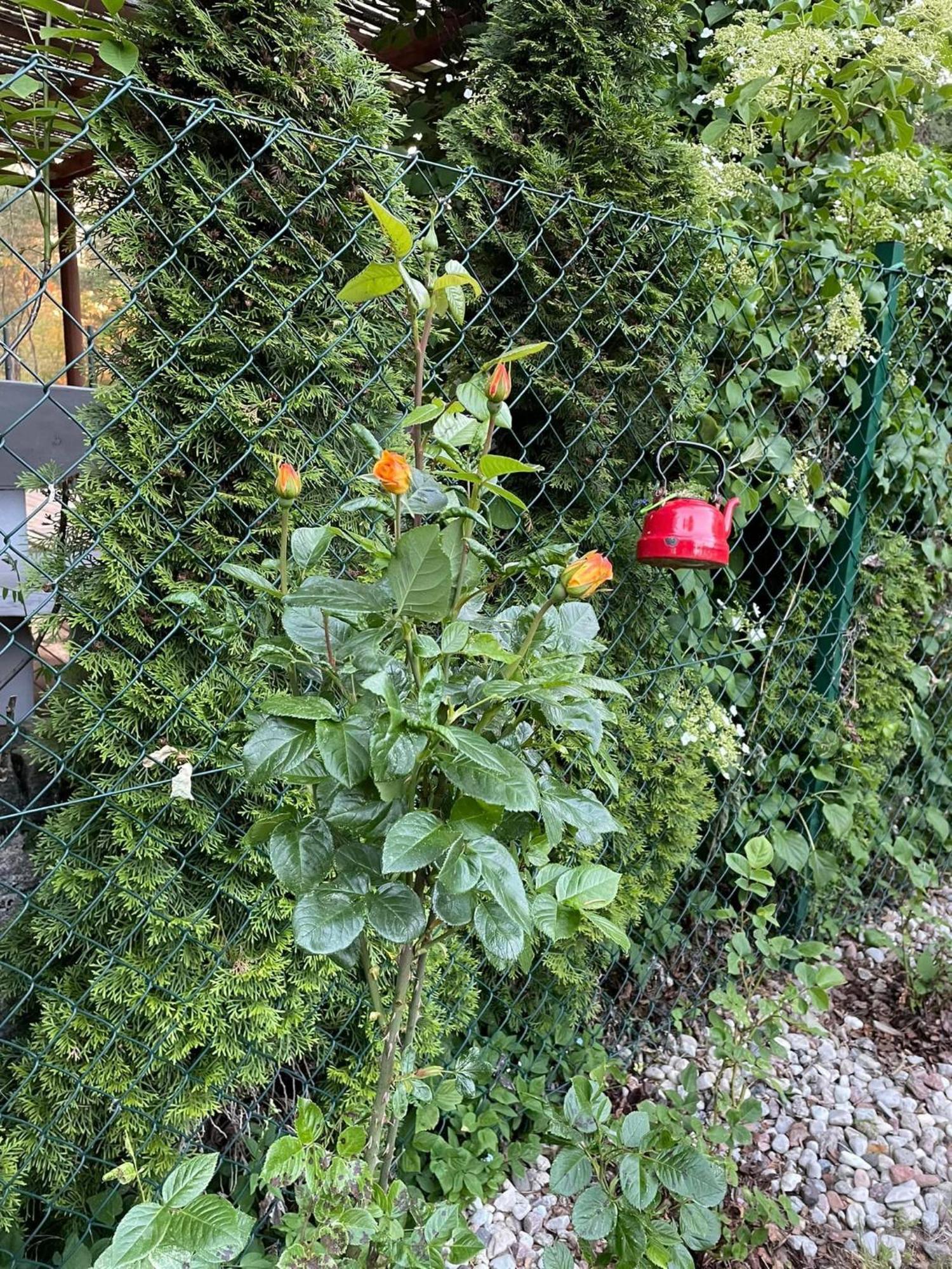 Wilkaski Zakatek Giżycko Exterior foto